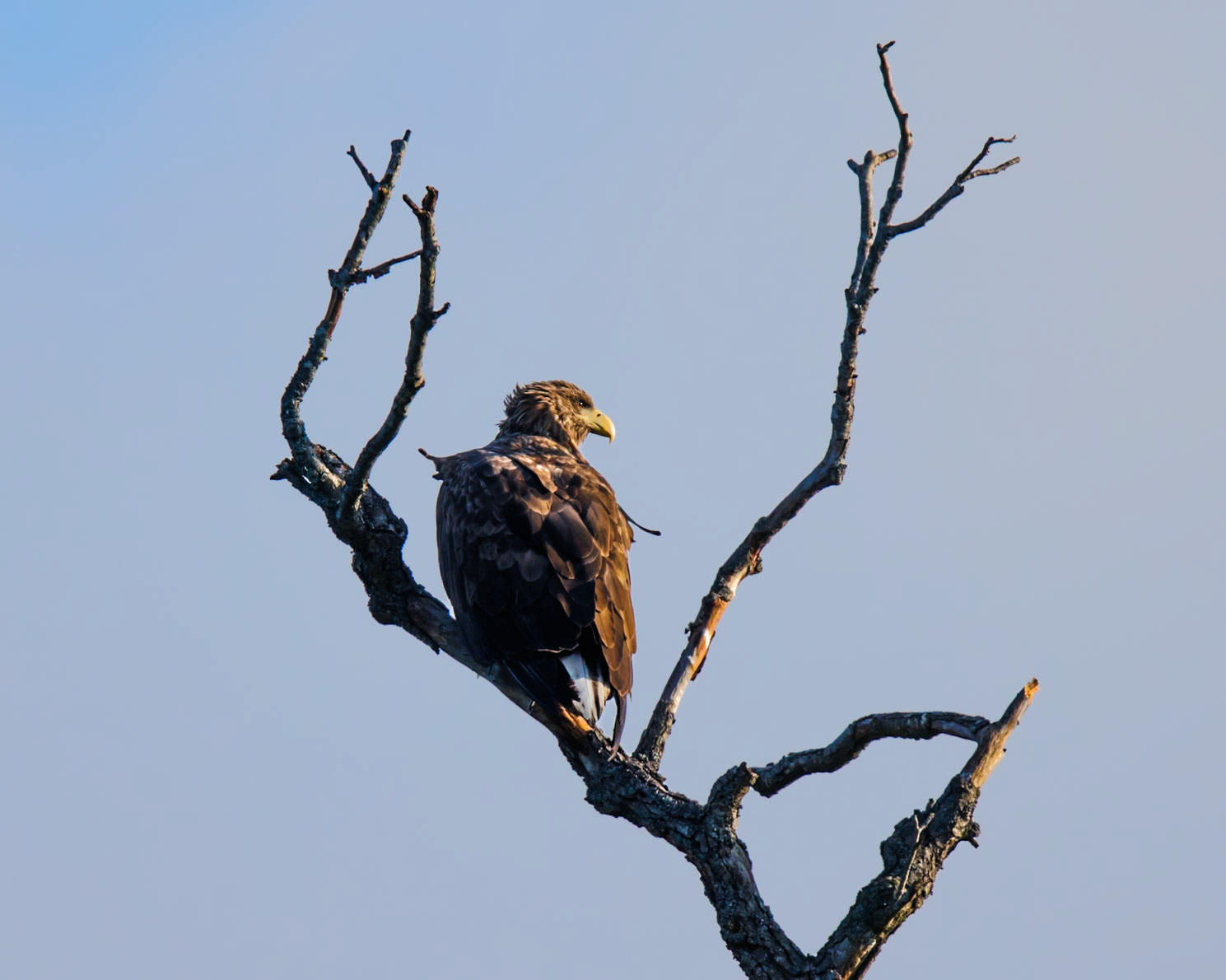 White-tailed Eagle