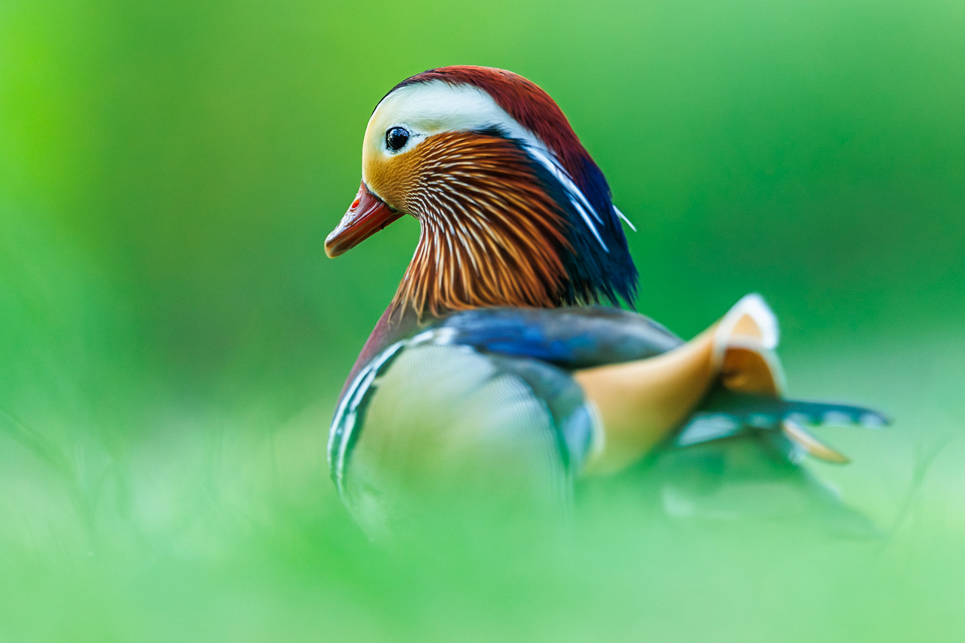 Mandarin Duck