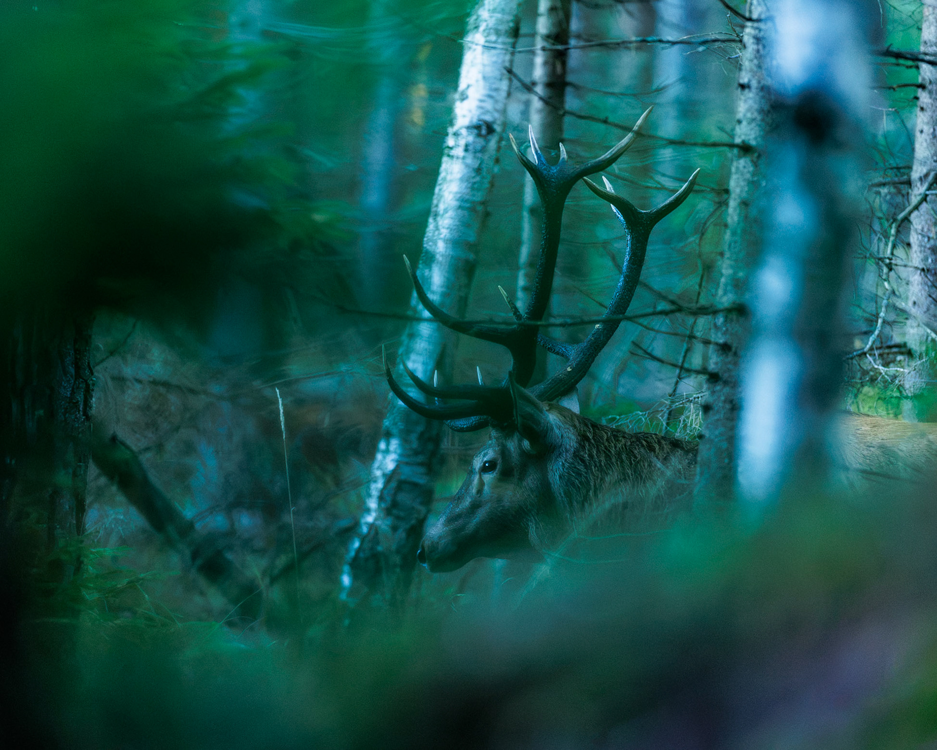 Red deer