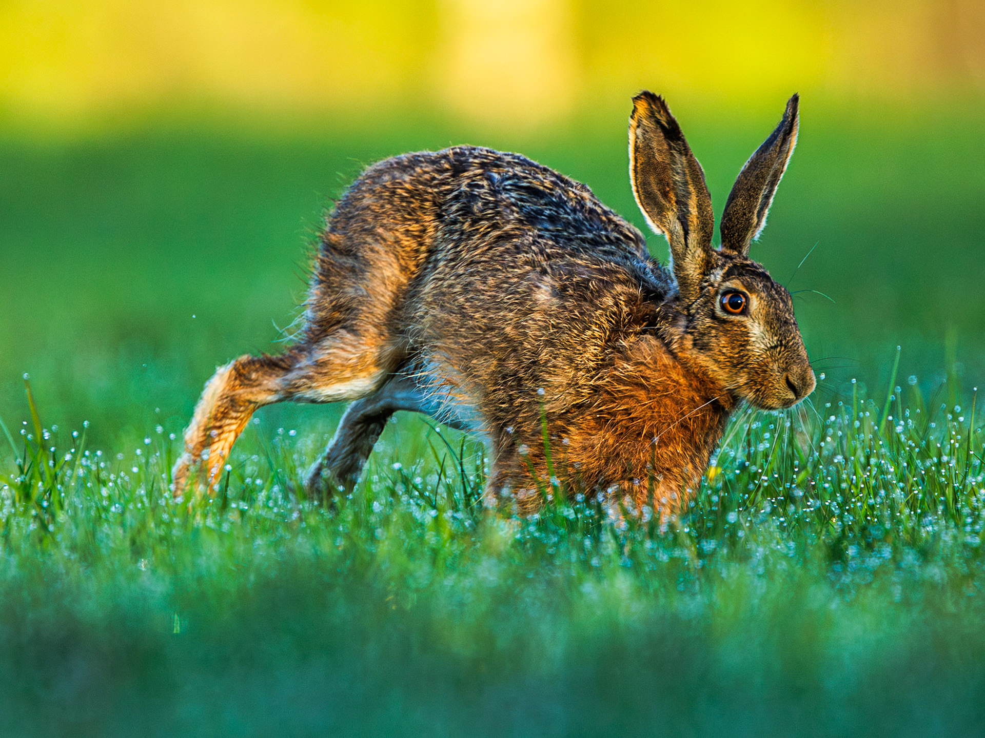 European Hare