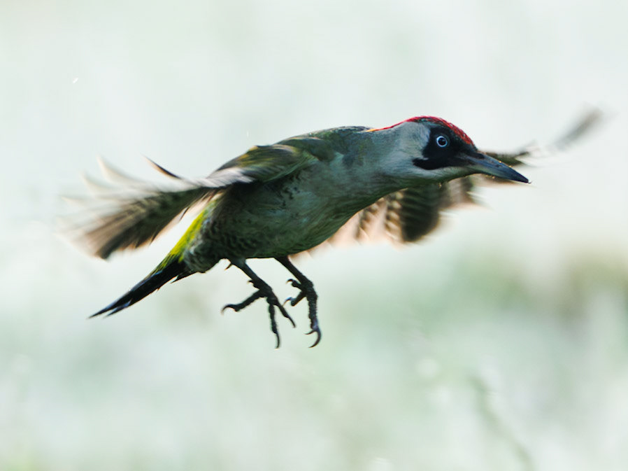 European green woodpecker