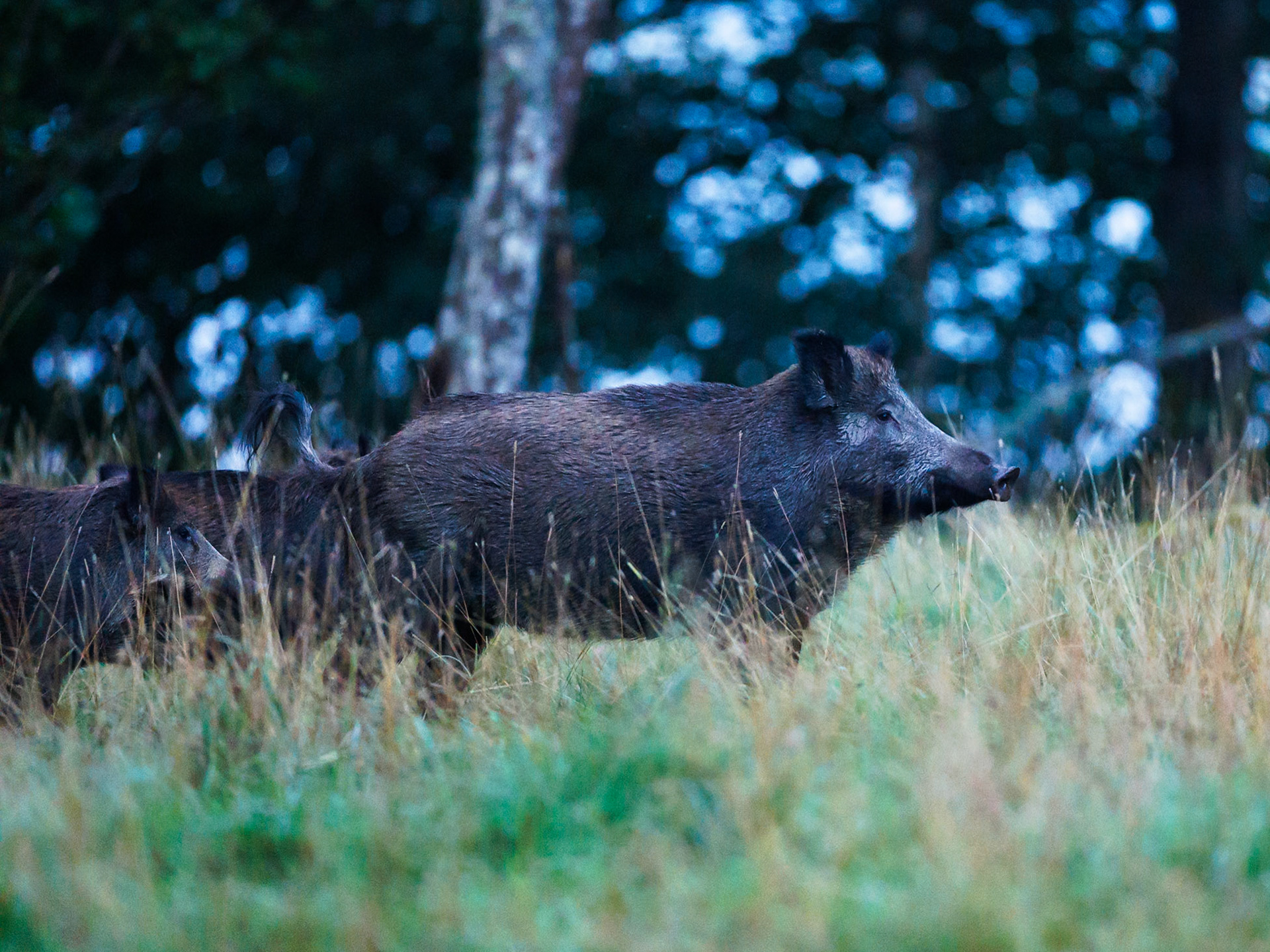 Wild boar