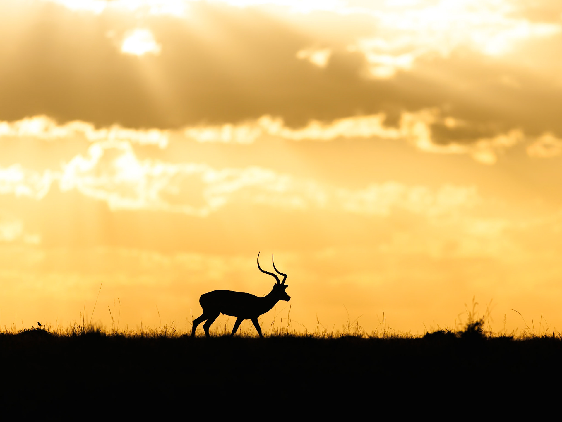 Impala in Masai Mara 2026