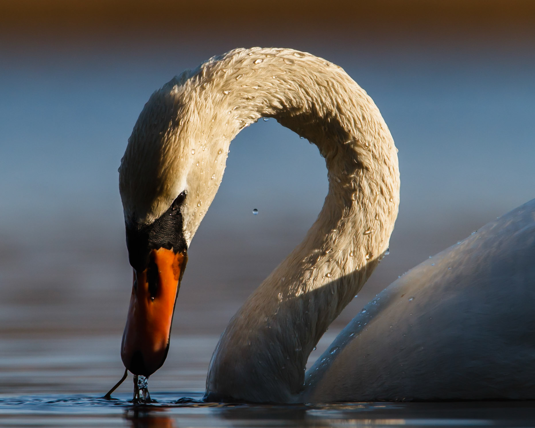 Mute Swan
