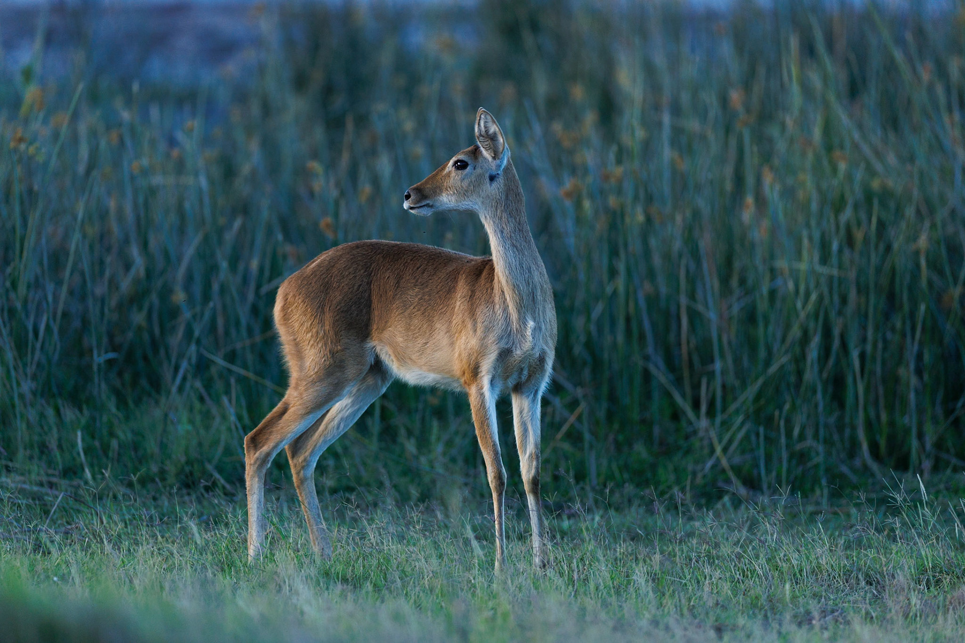 Bohor reedbuck in Amboseli 2026