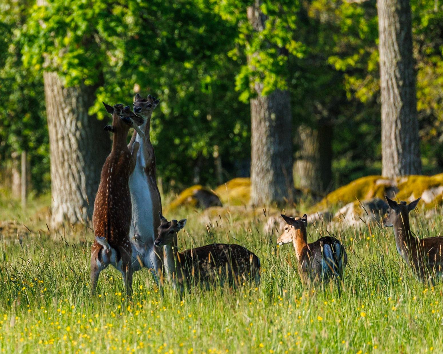 Fallow deer