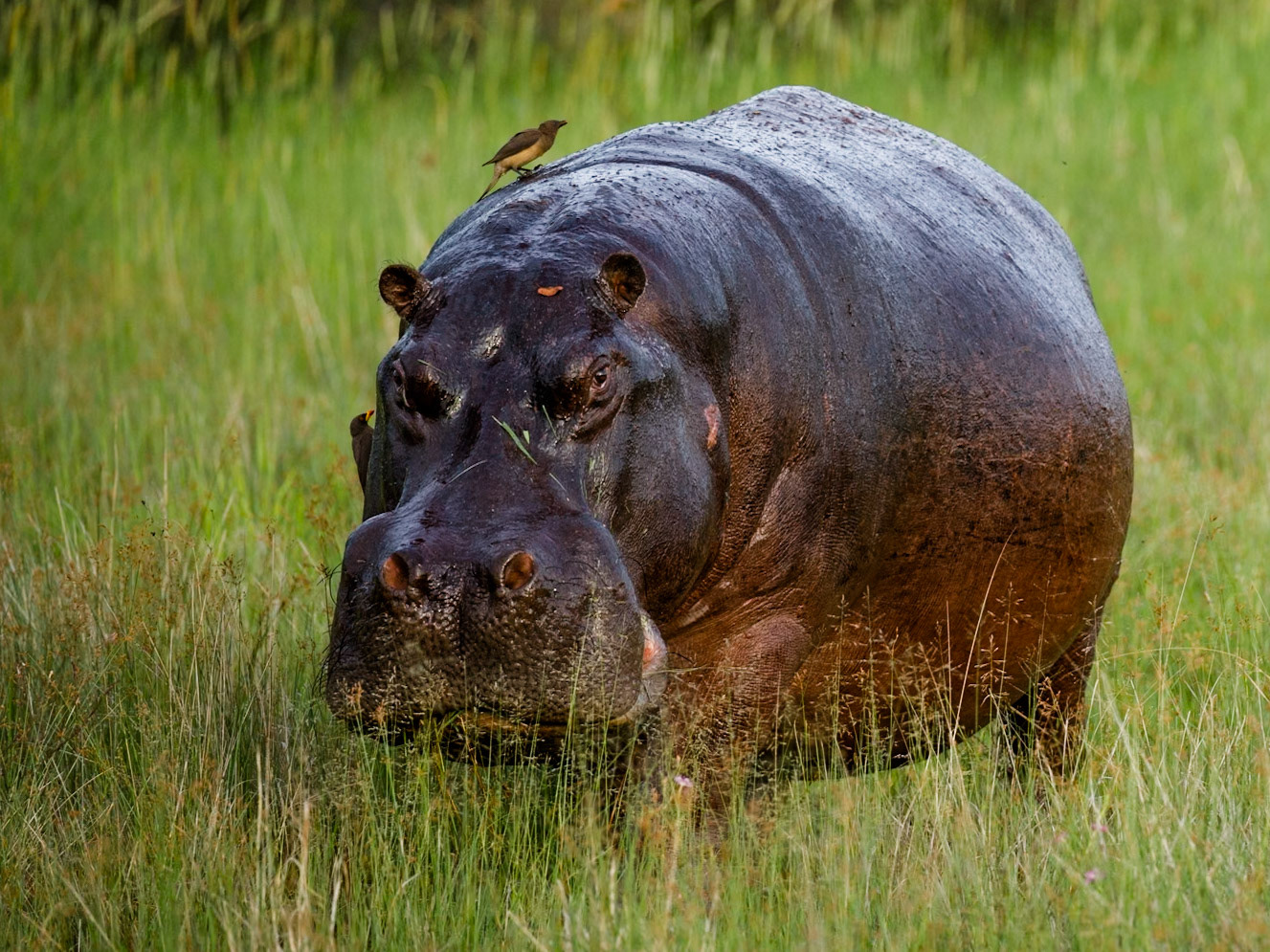 Hippopotamus