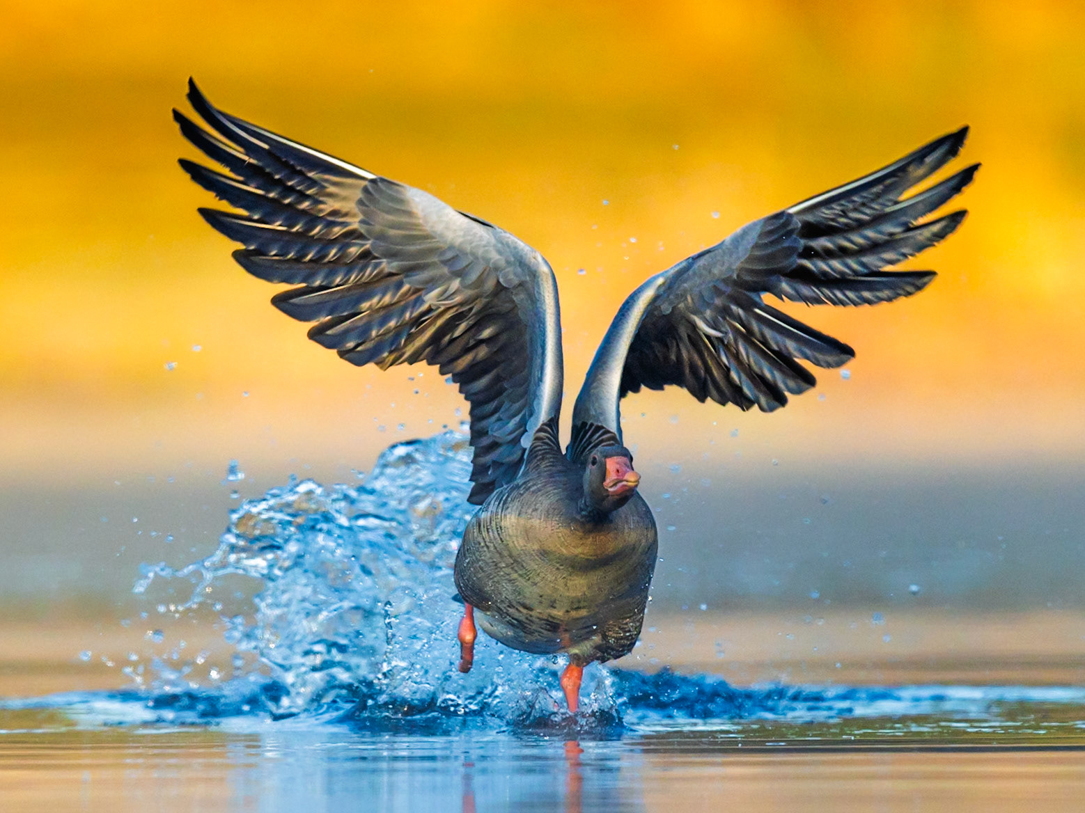 Greylag Goose