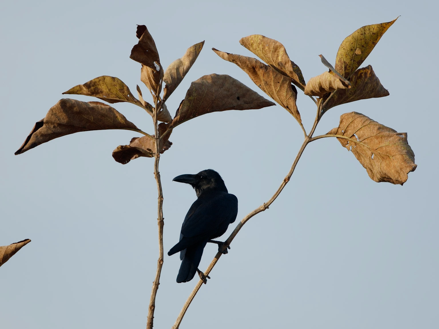 Indian Jungle Crow