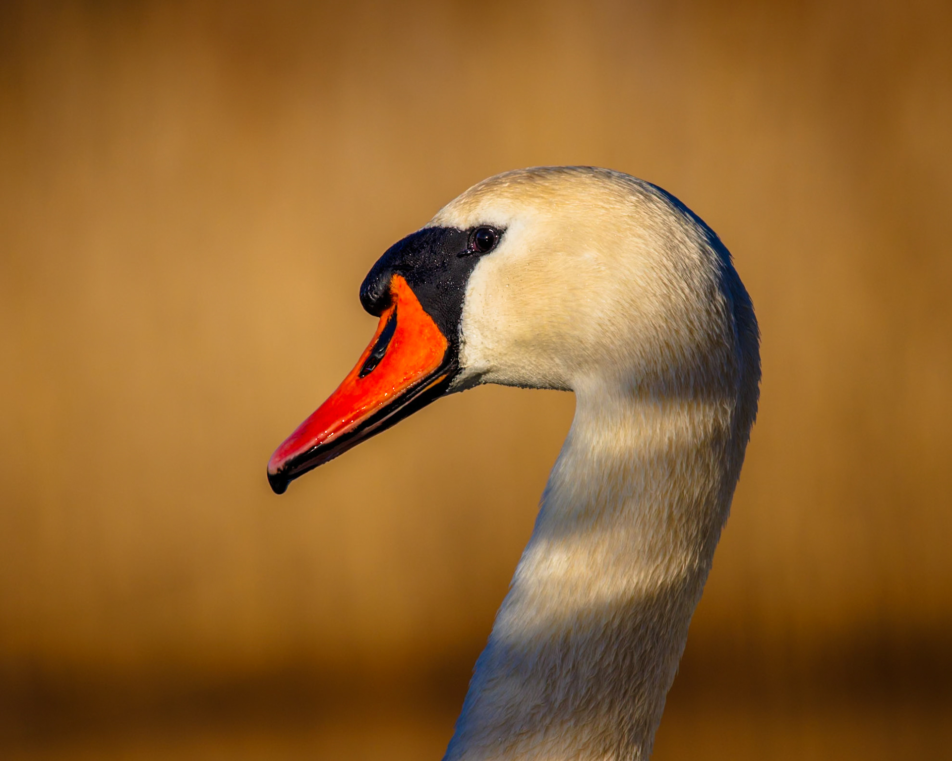 Mute Swan