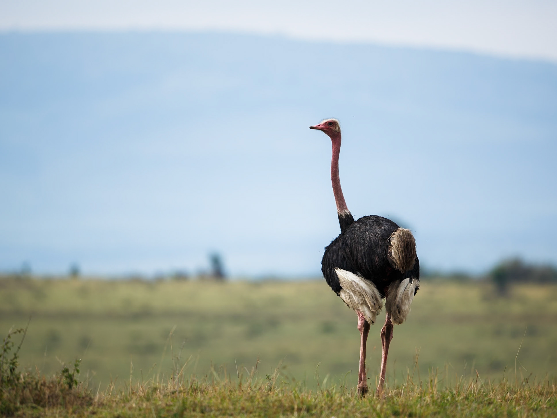 Common Ostrich in Masai Mara 2014