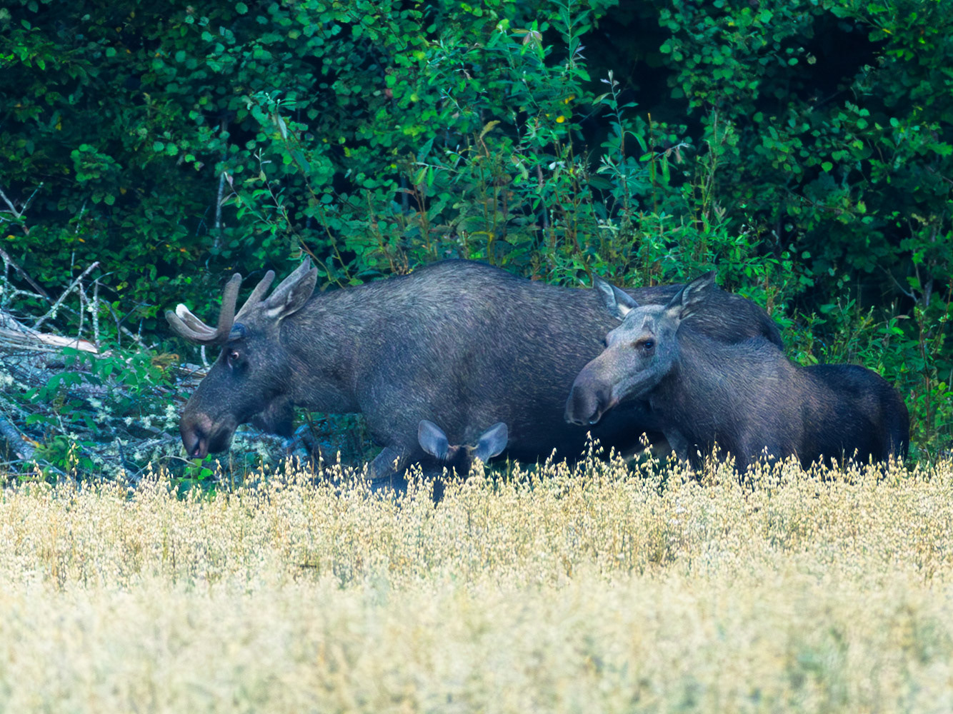 Moose
