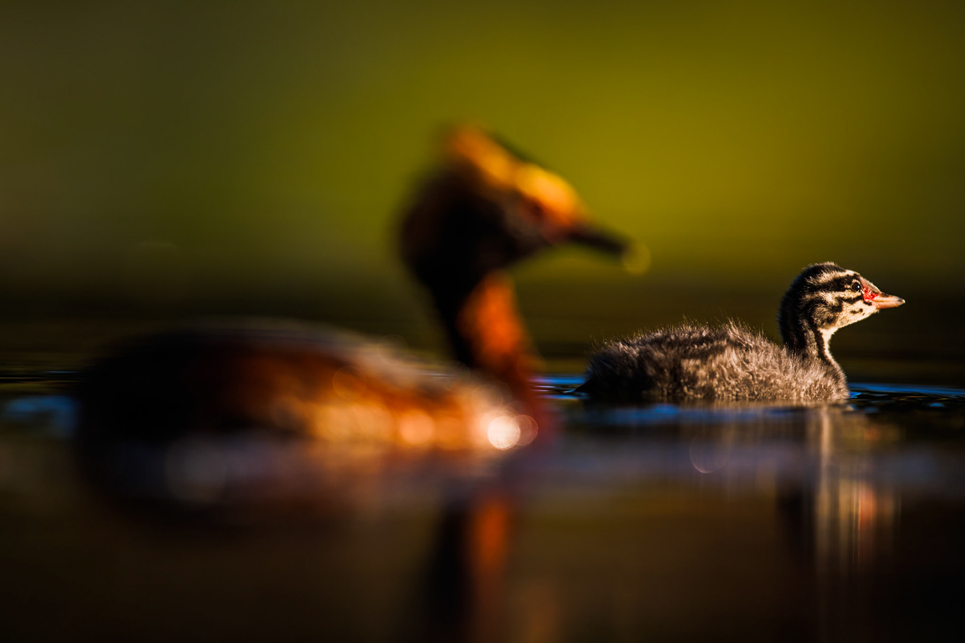 Slavonian Grebe