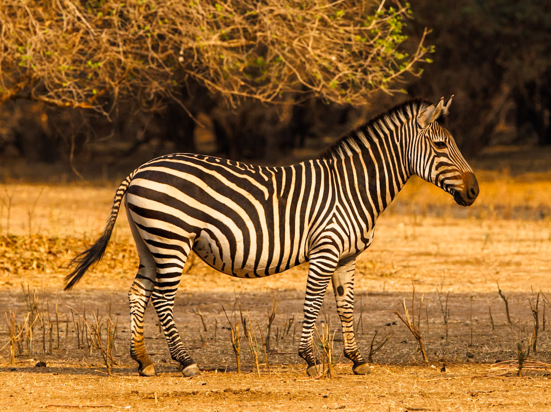 Zebra