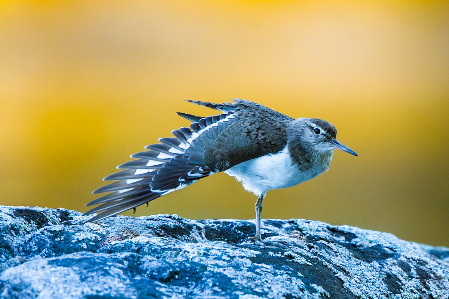 Common Sandpiper