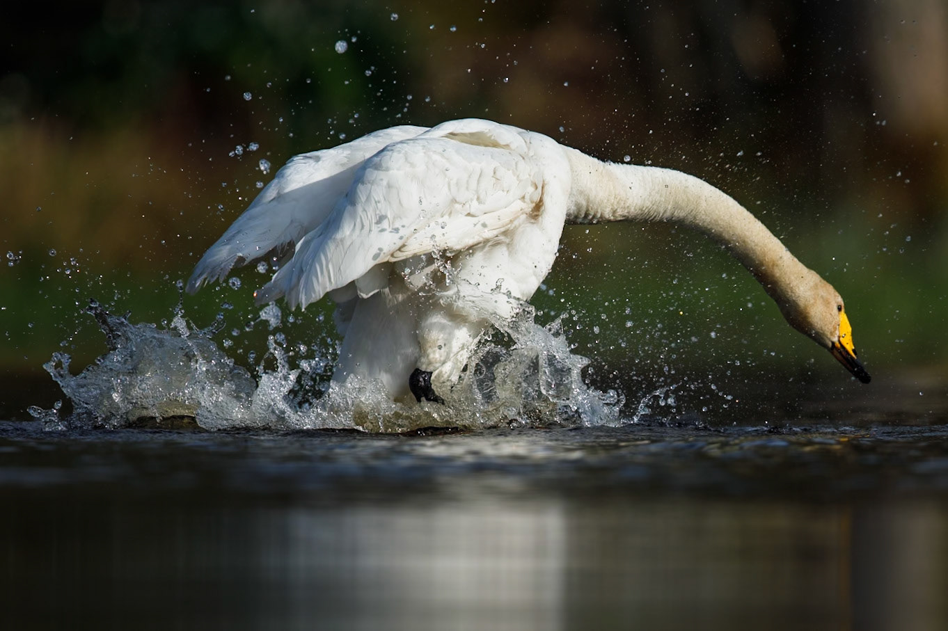 Whooper Swan
