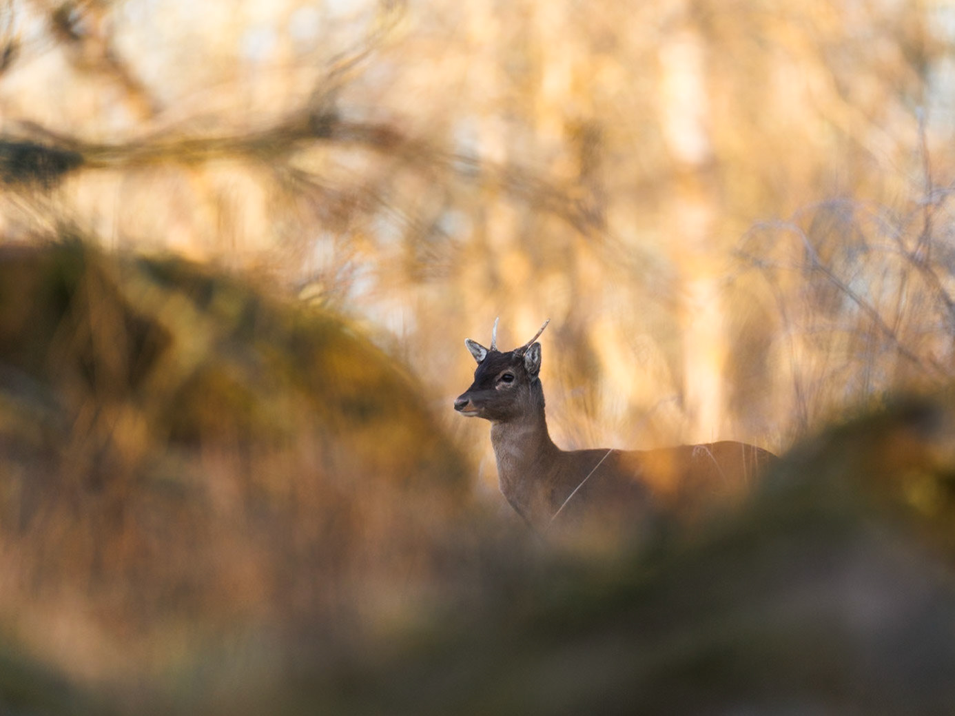 Fallow deer