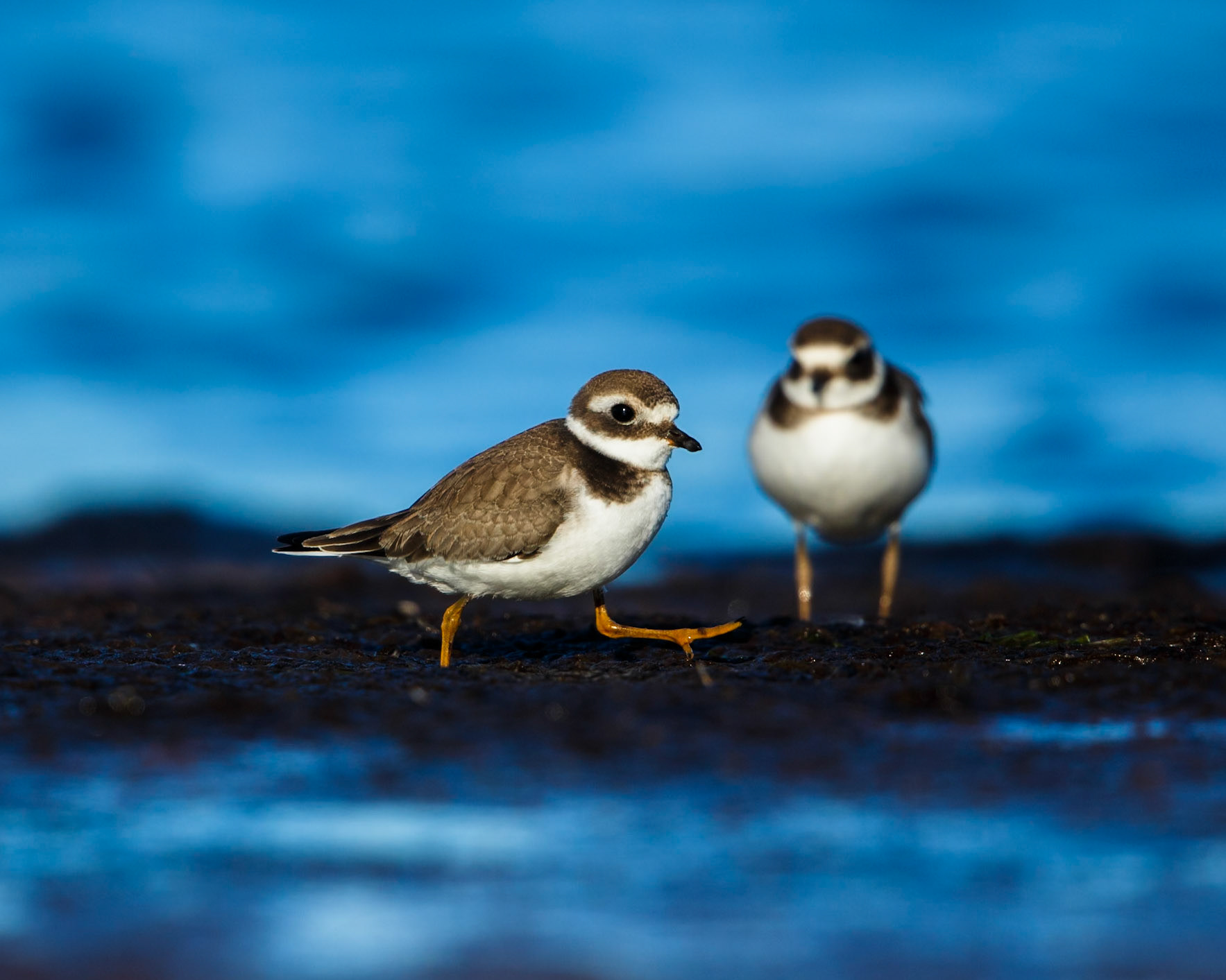 Common Ringed Plover