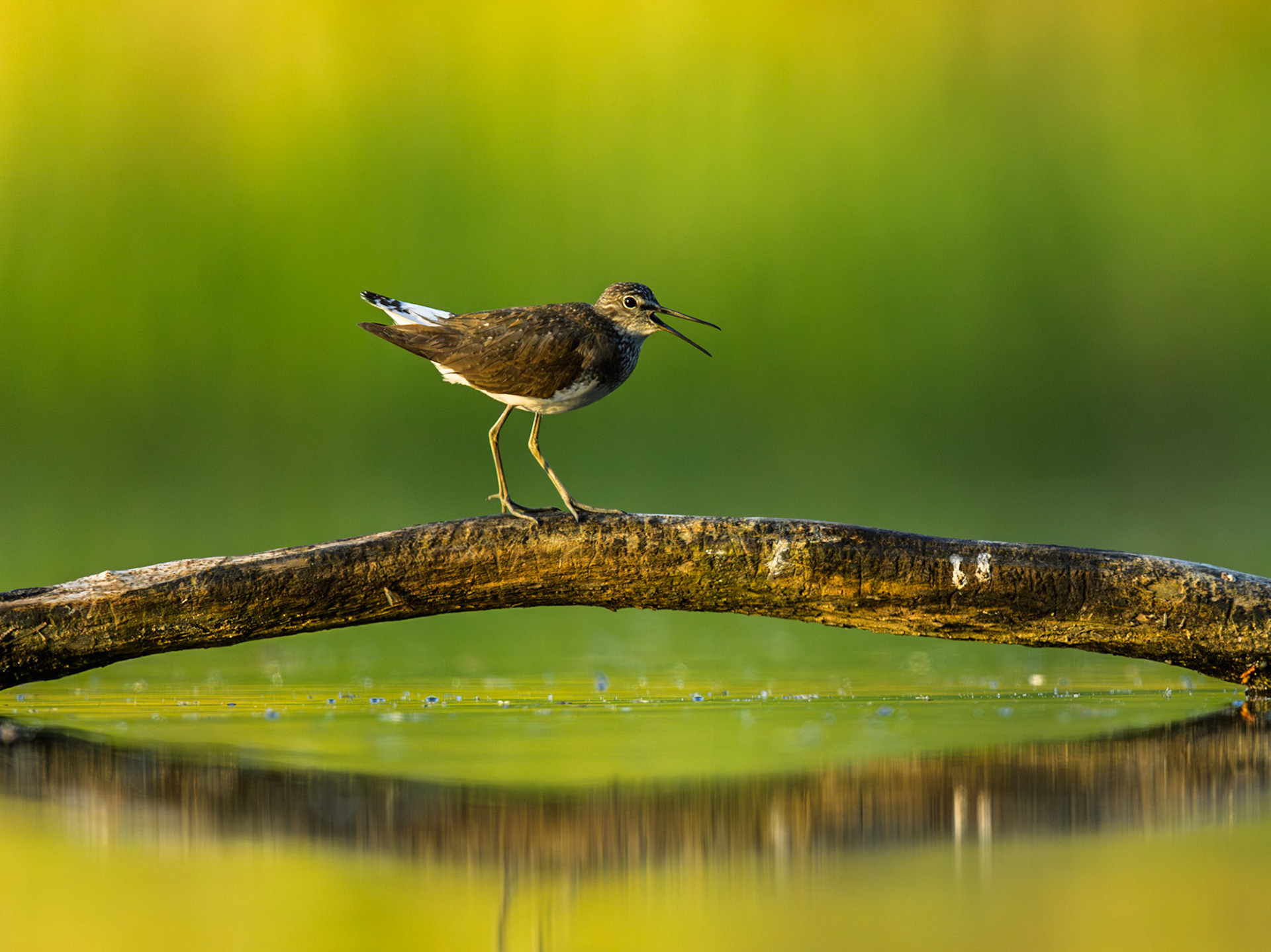 Green Sandpiper