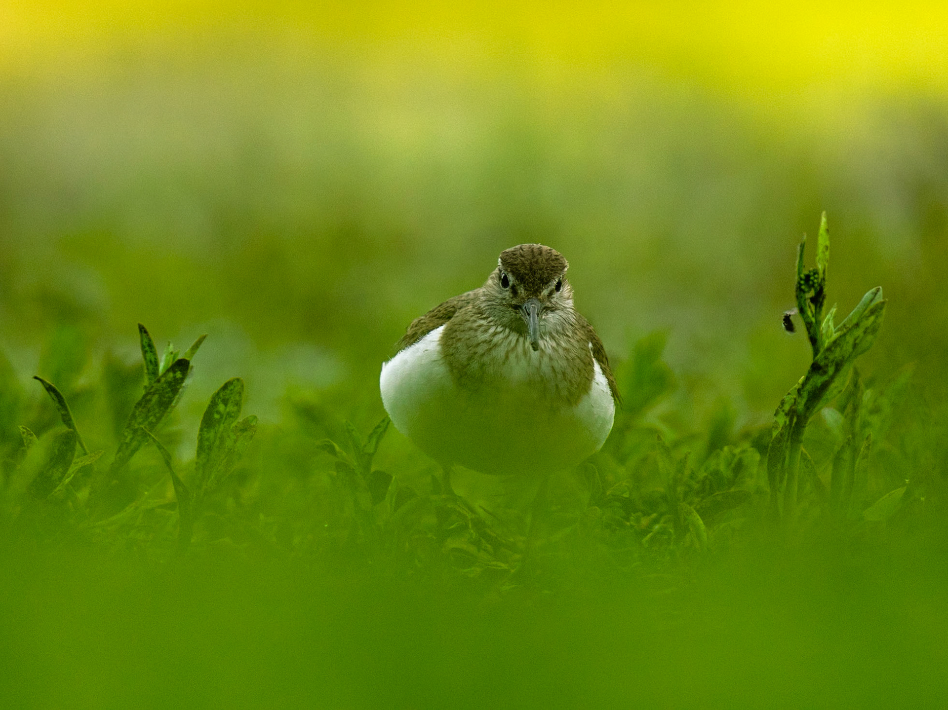 Common sandpiper