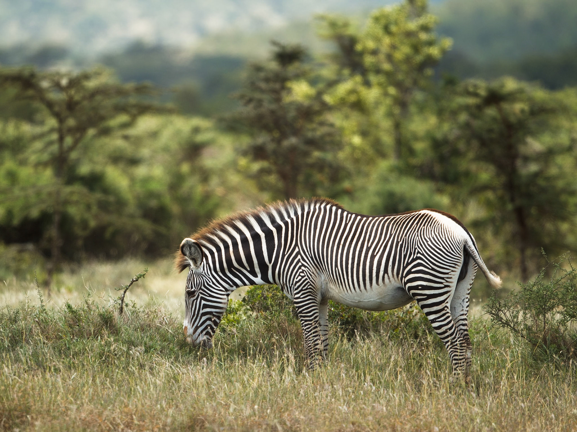 Grevy's Zebra 2014