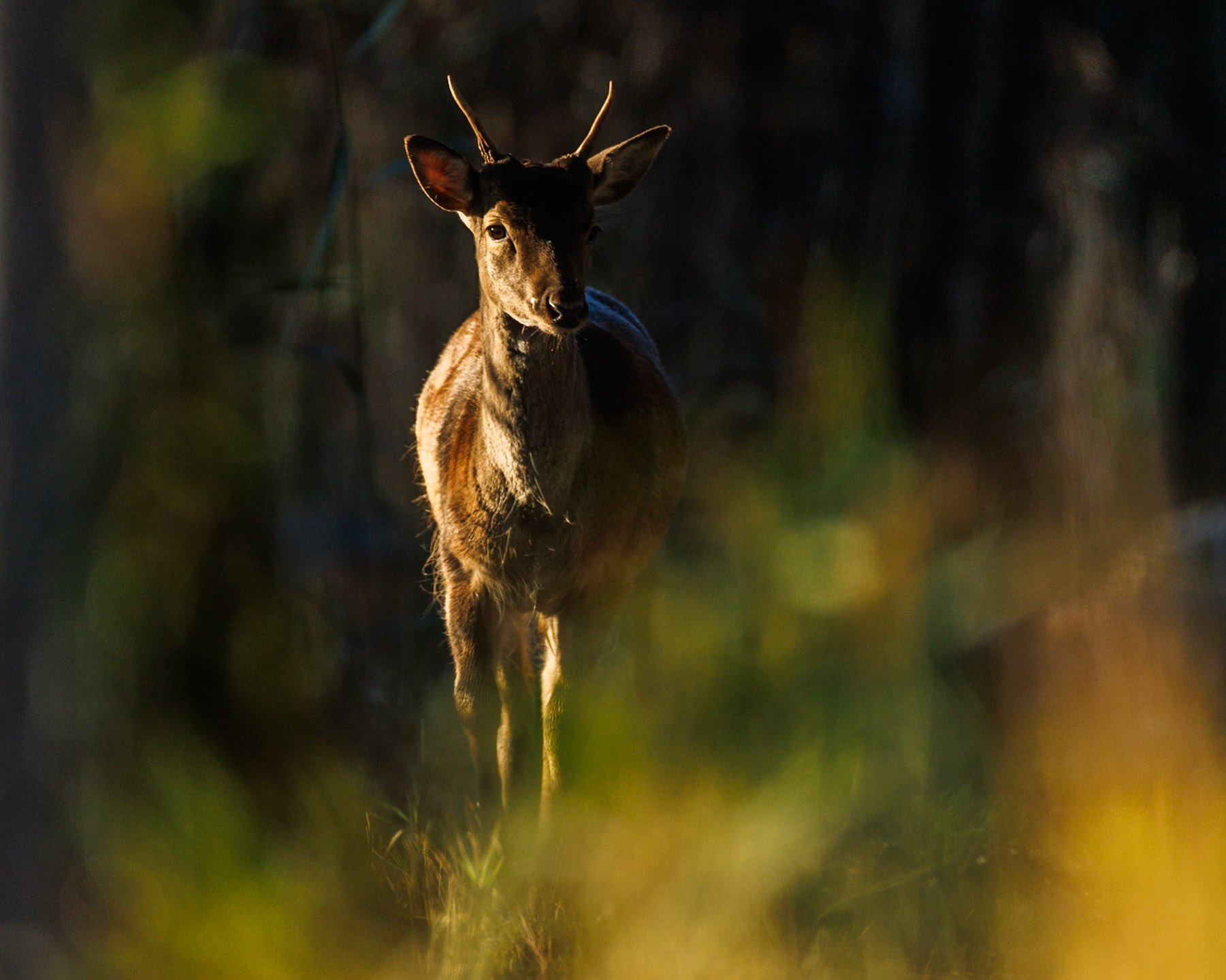 Fallow deer