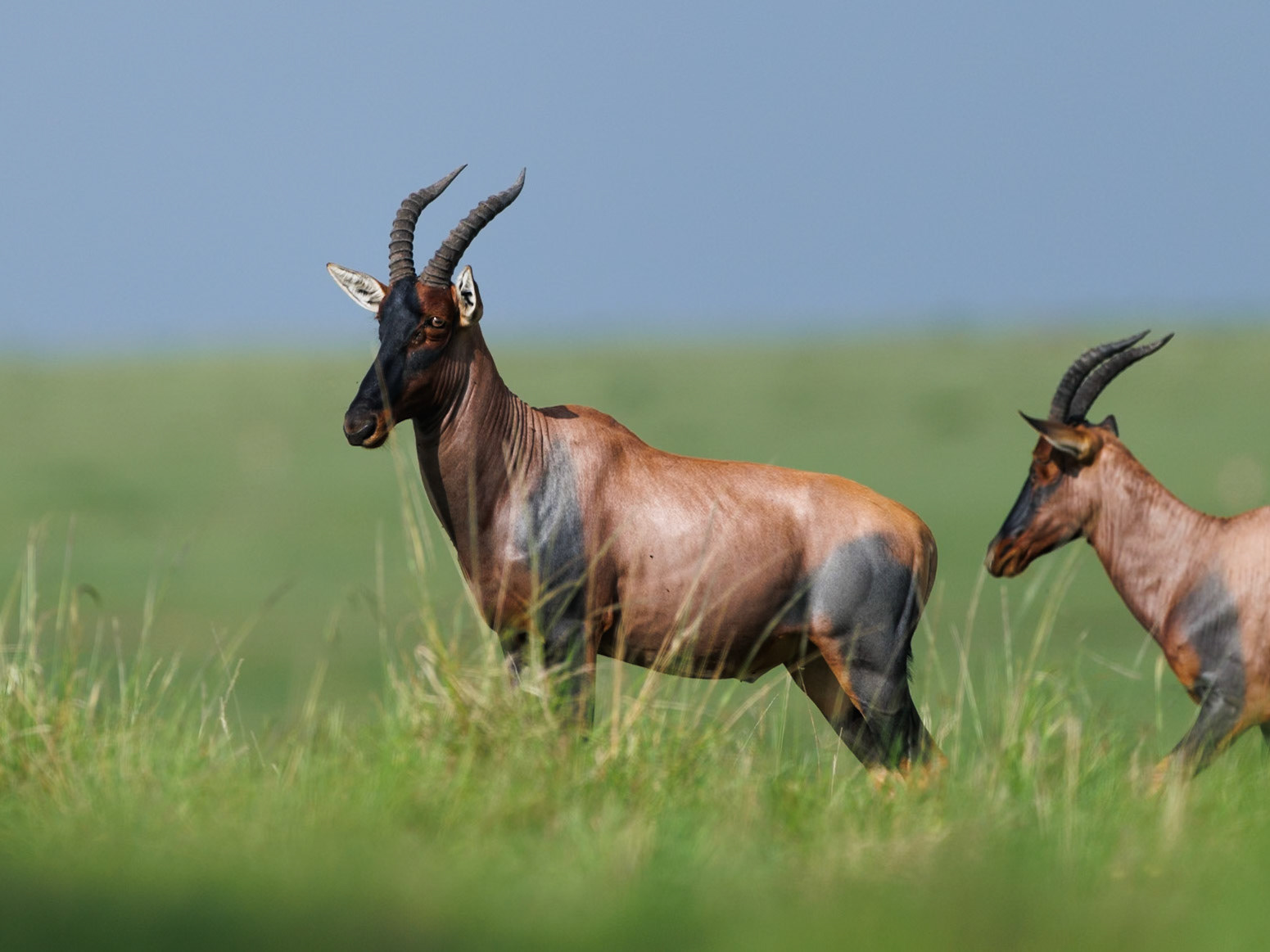 Topis in Masai Mara 2026