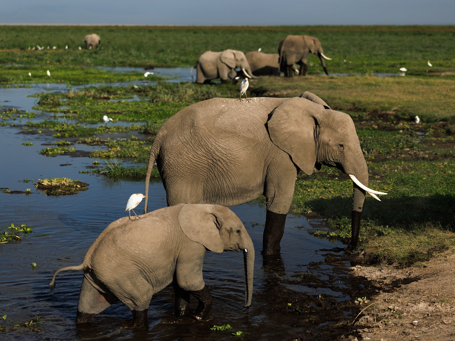 Elephants in Amboseli 2026