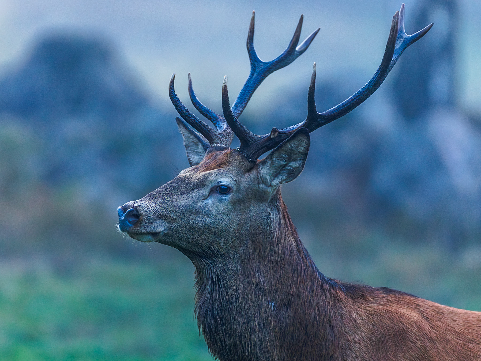 Red deer