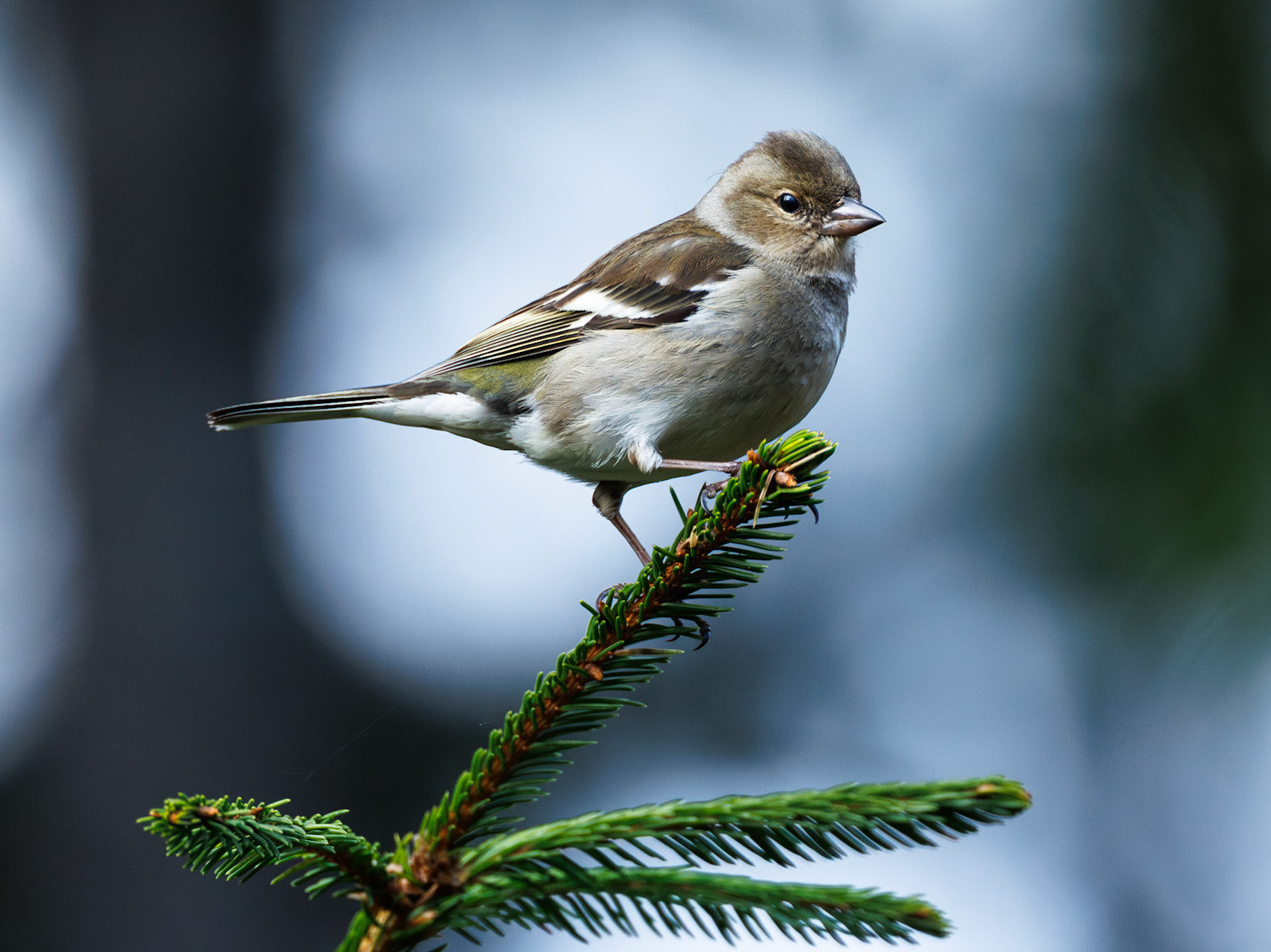 Chaffinch