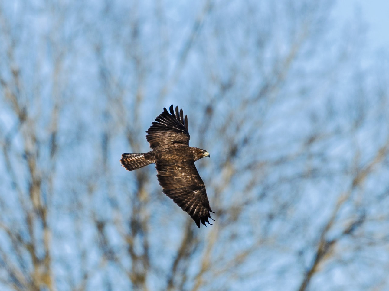 Common buzzard