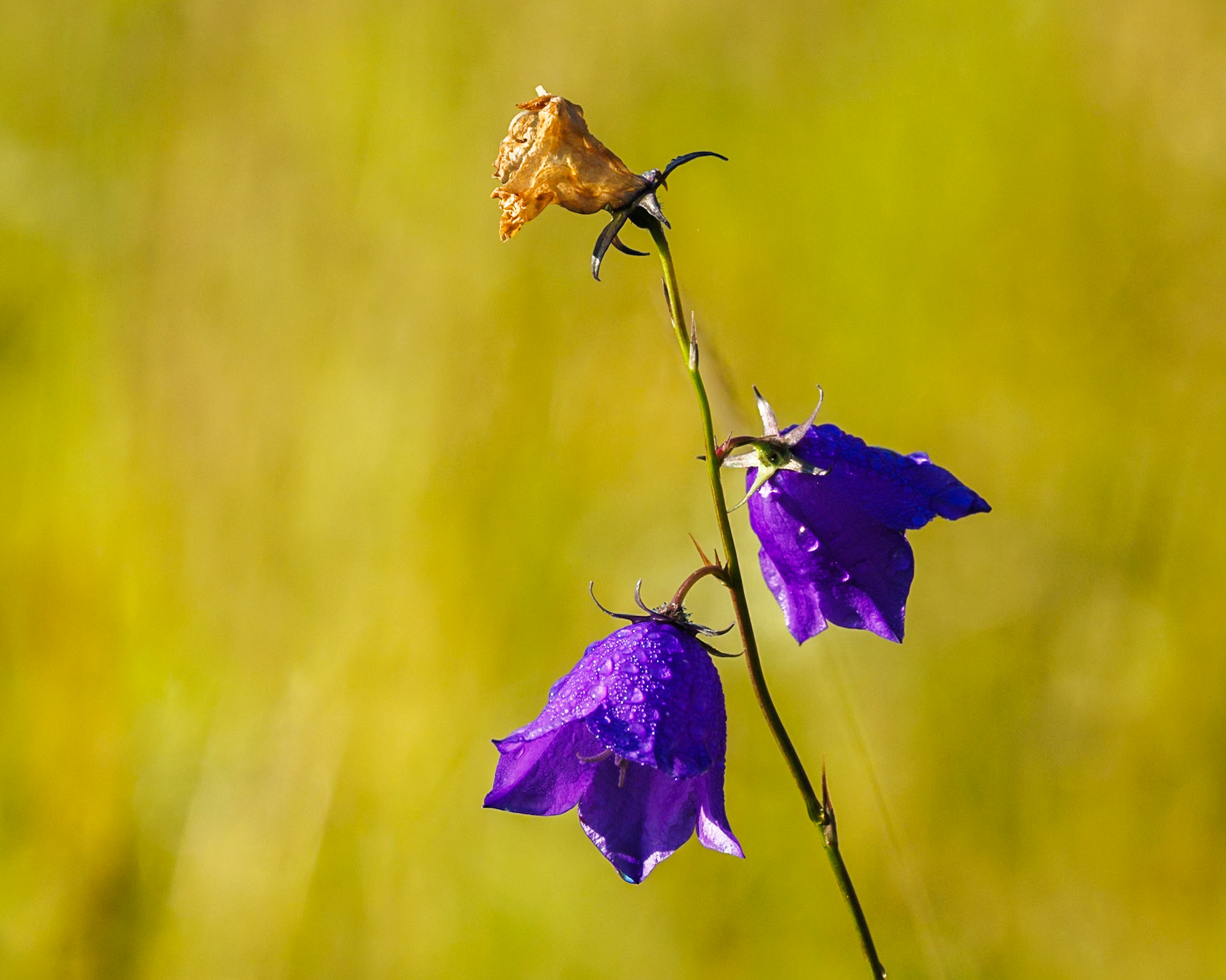 Harebell
