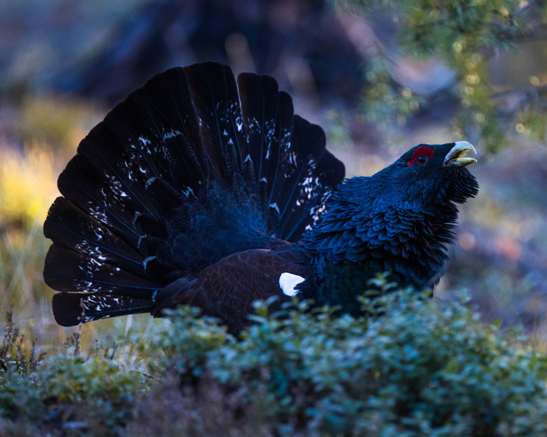 Western Capercaillie