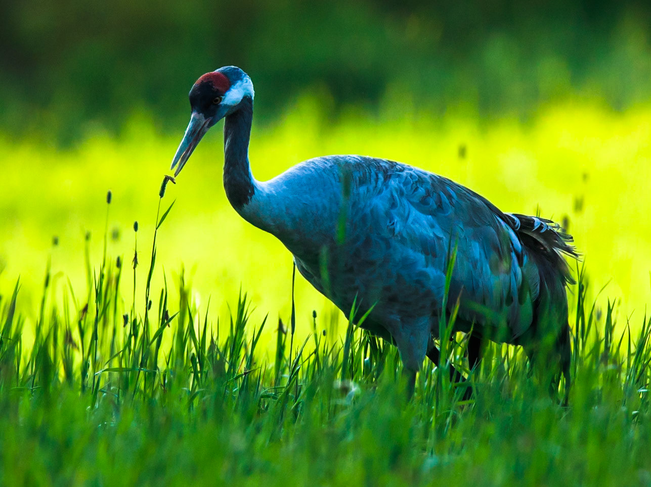 Common Crane