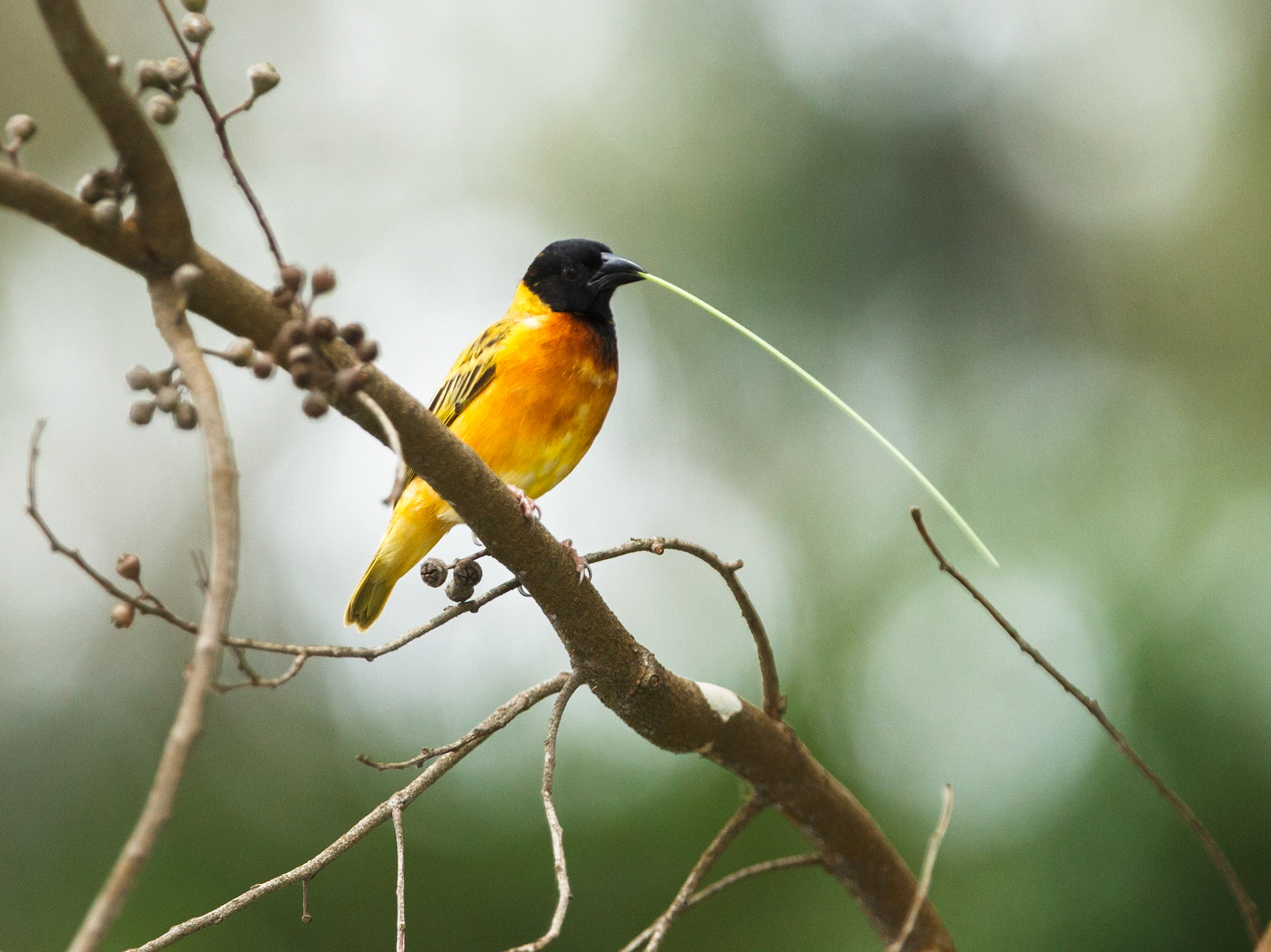 Yellow-backed Weaver