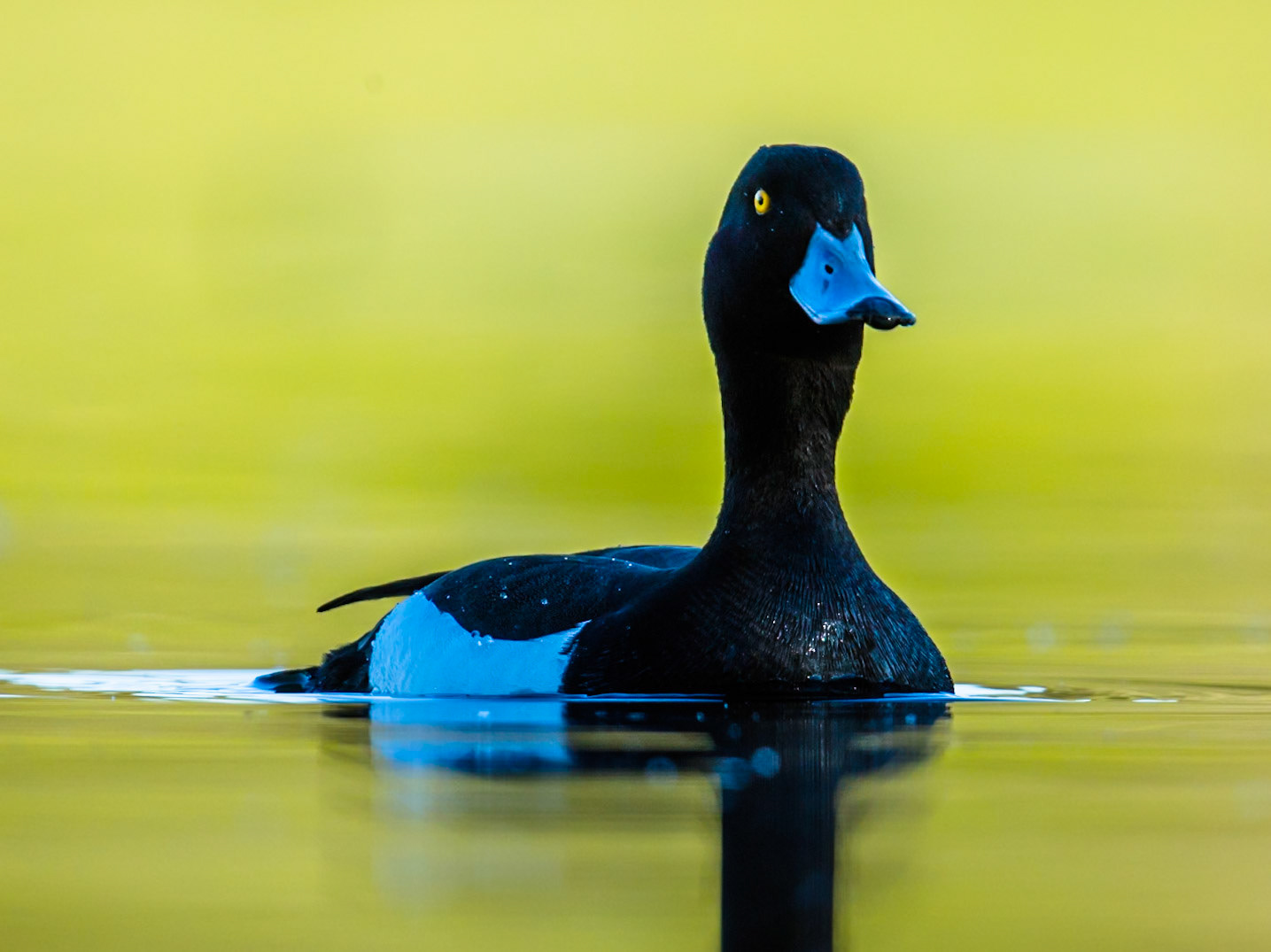 Tufted Duck
