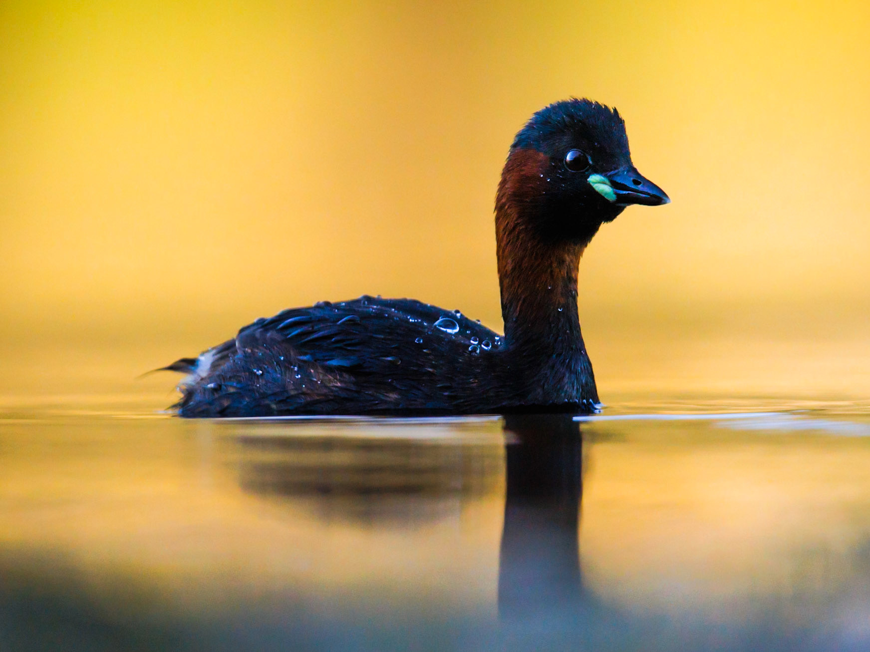 Little Grebe