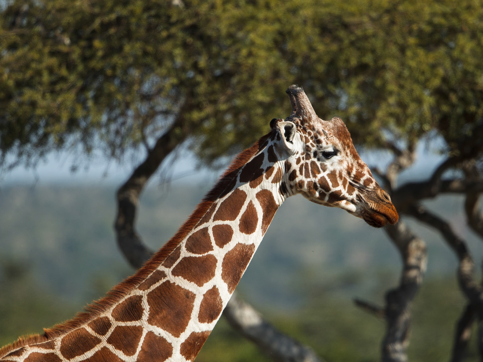 Giraffe in Masai Mara 2014