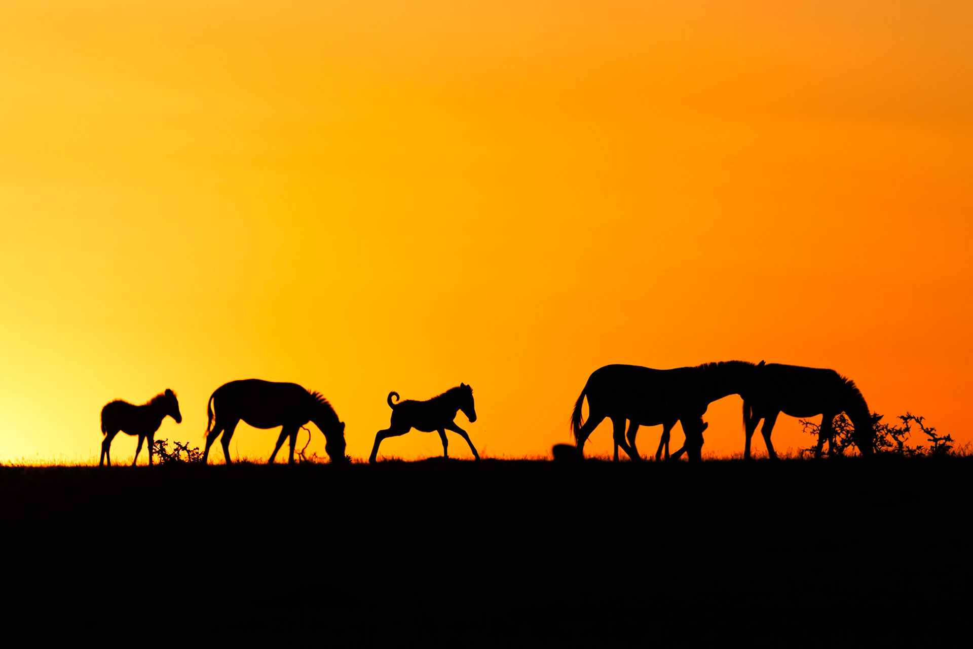 Zebras in Masai Mara 2026
