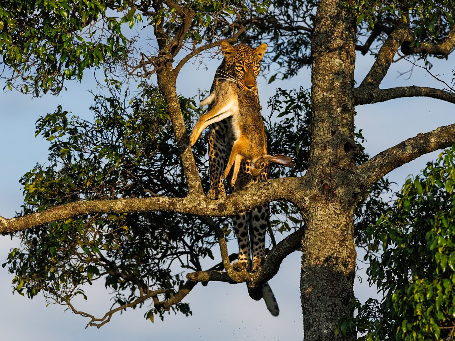 Leopard in Masai Mara 2026