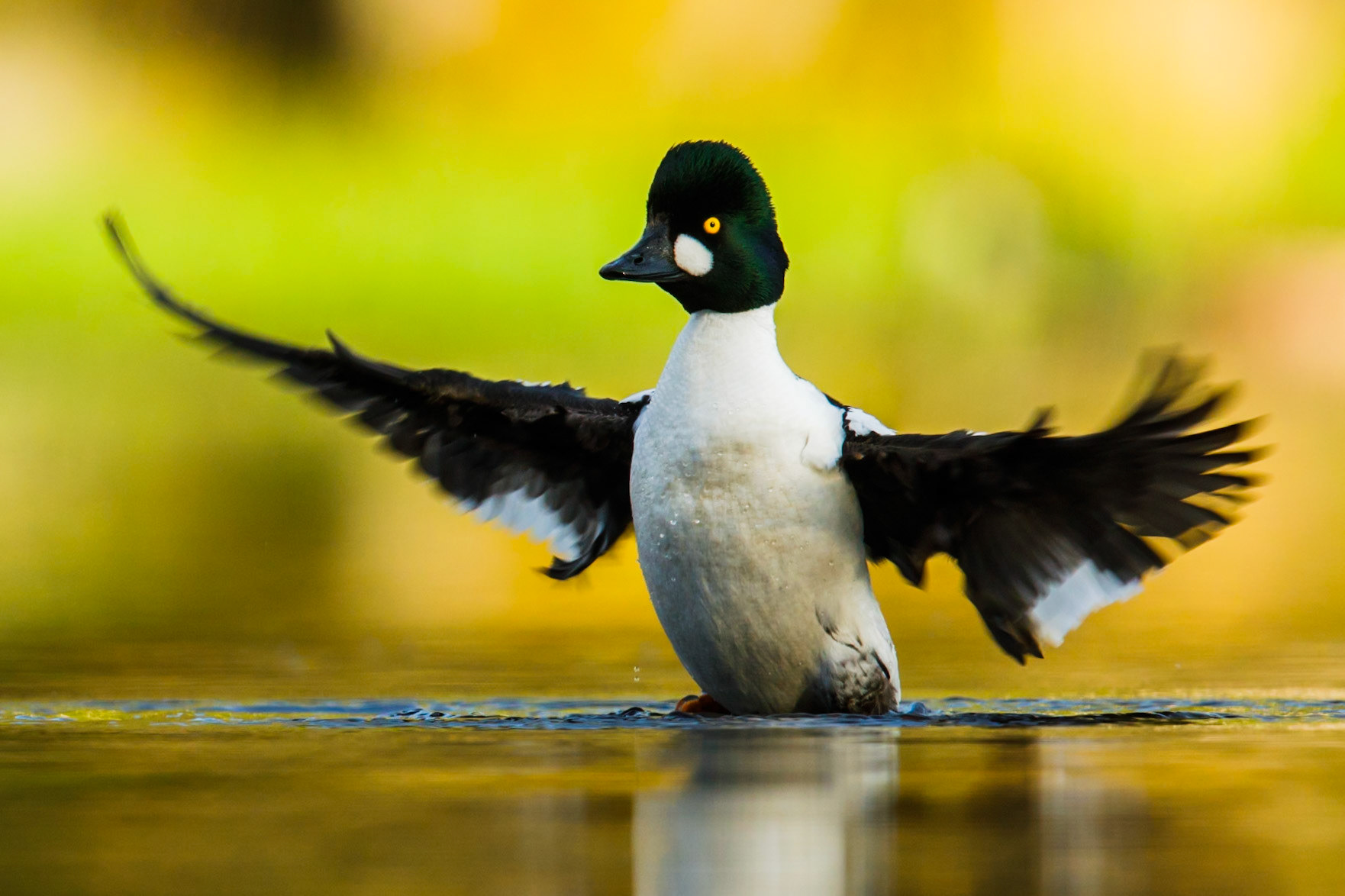 Common Goldeneye
