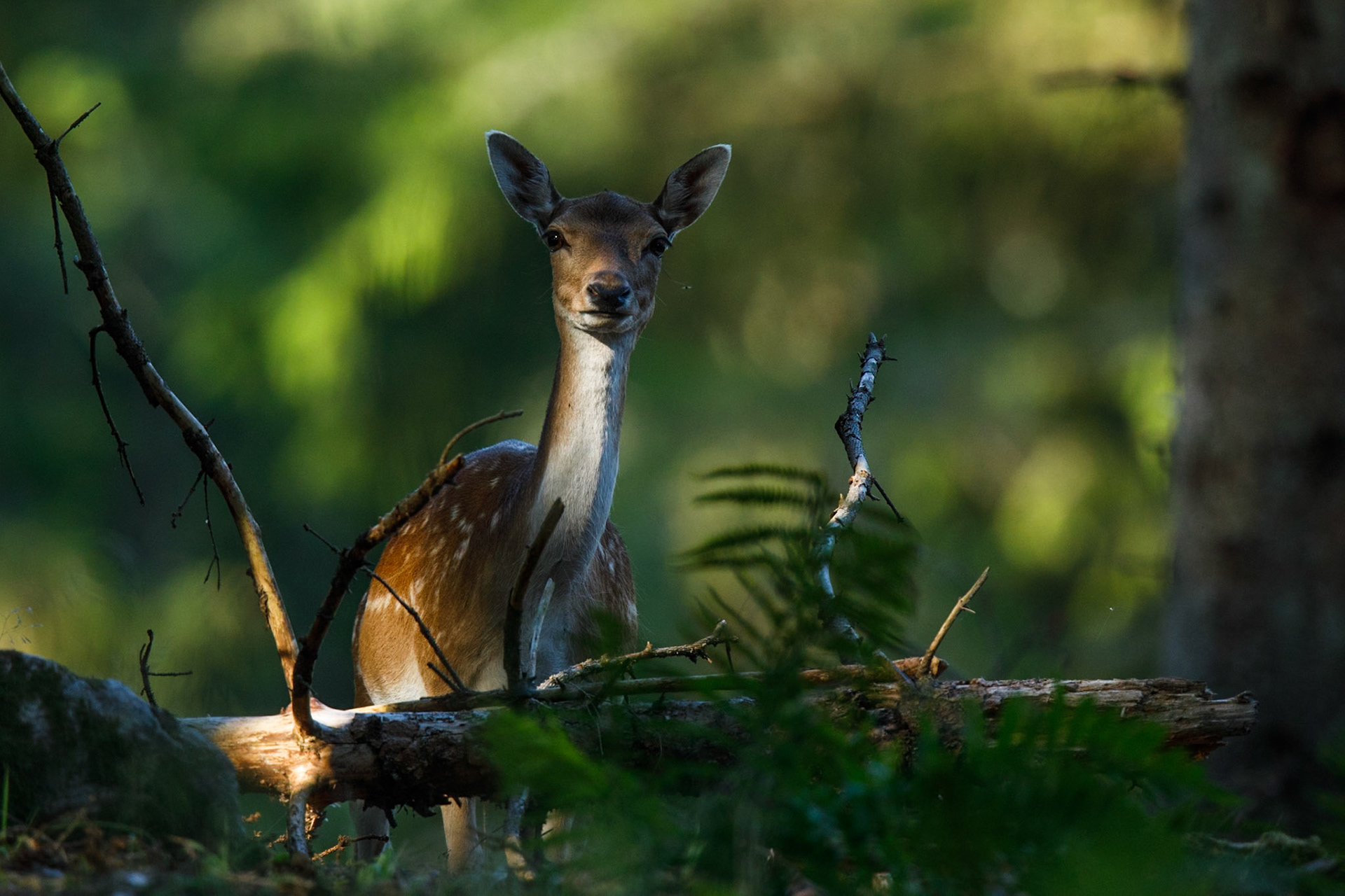 Fallow Deer