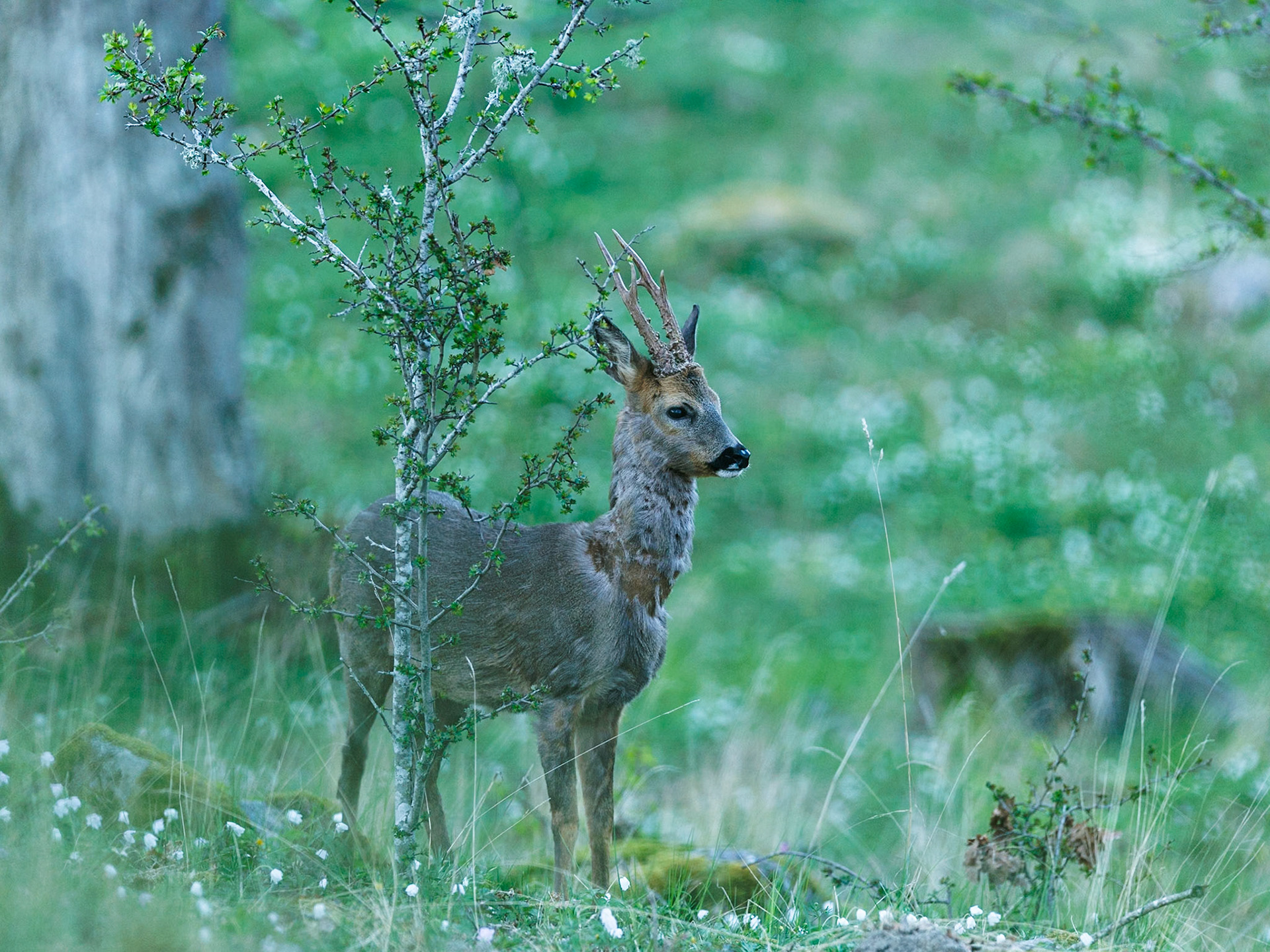Roe deer