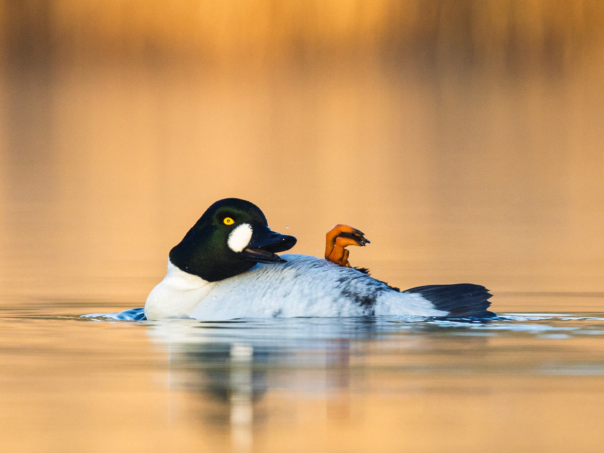 Common Goldeneye