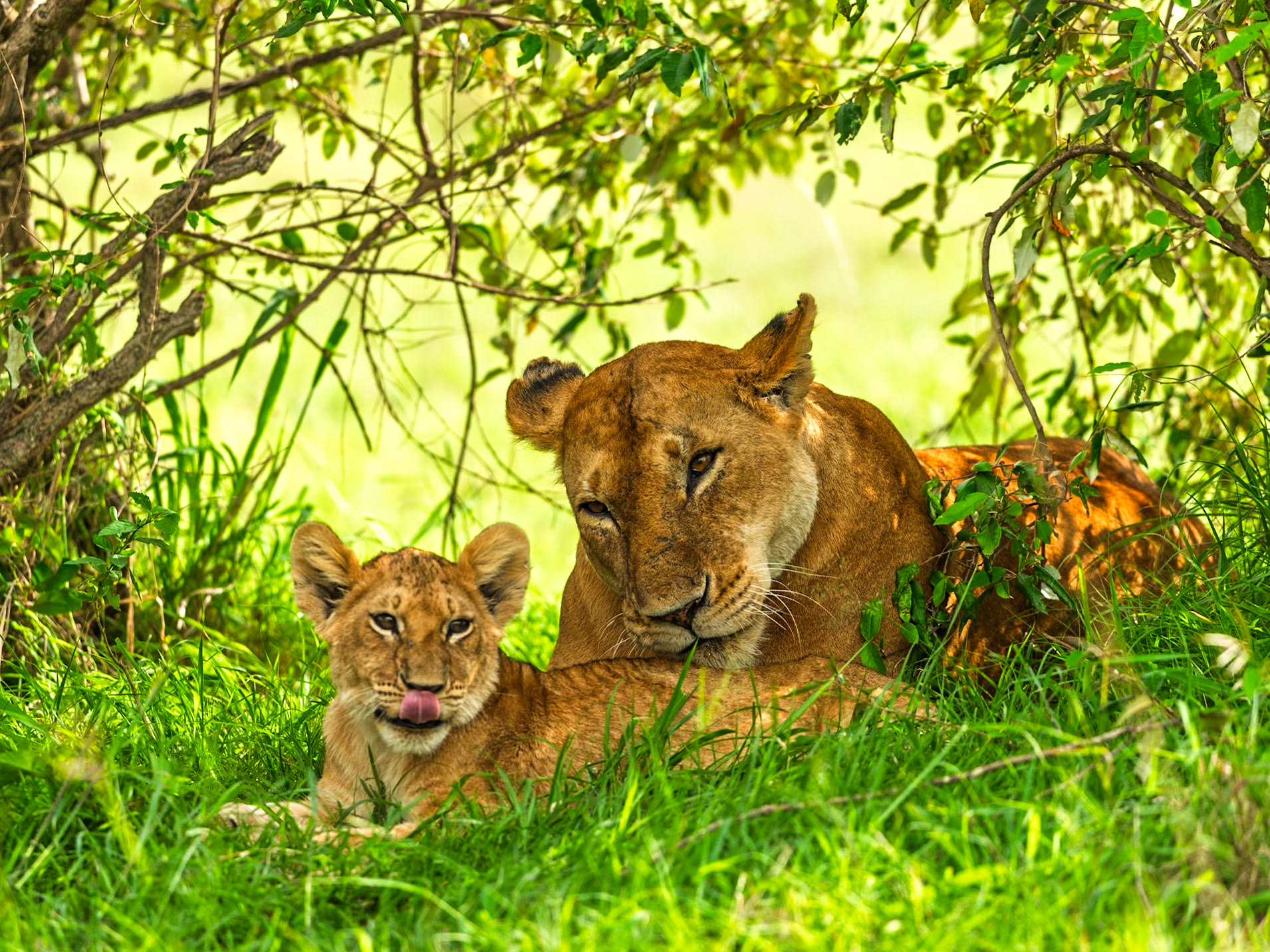 Lions in Masai Mara 2026