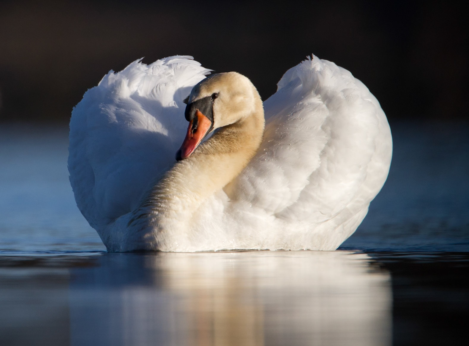 Mute Swan