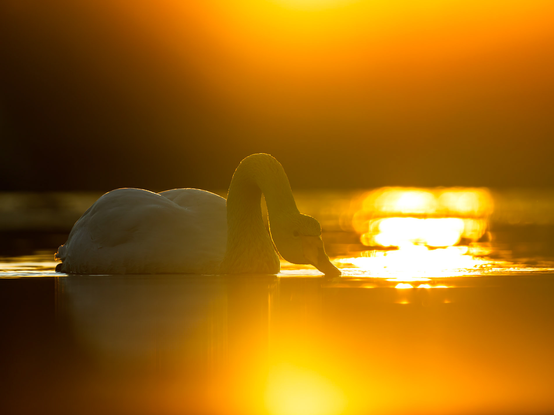 Whooper Swan