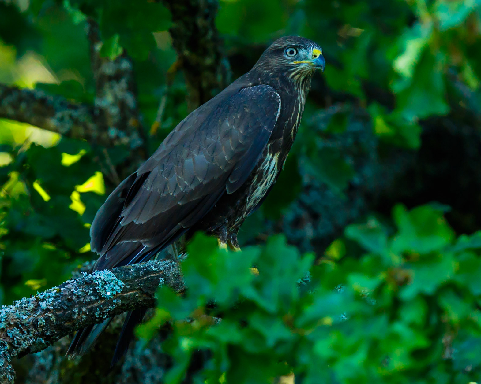 Common Buzzard