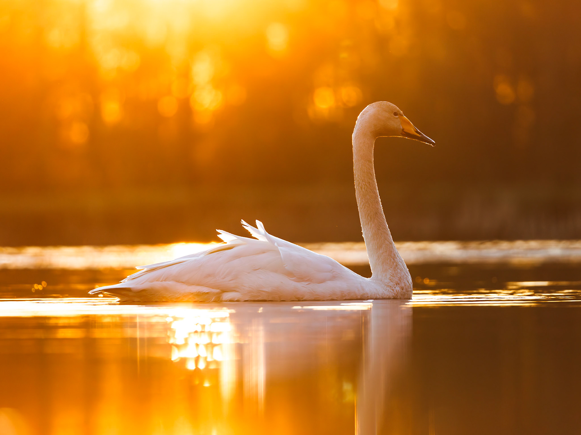 Whooper Swan