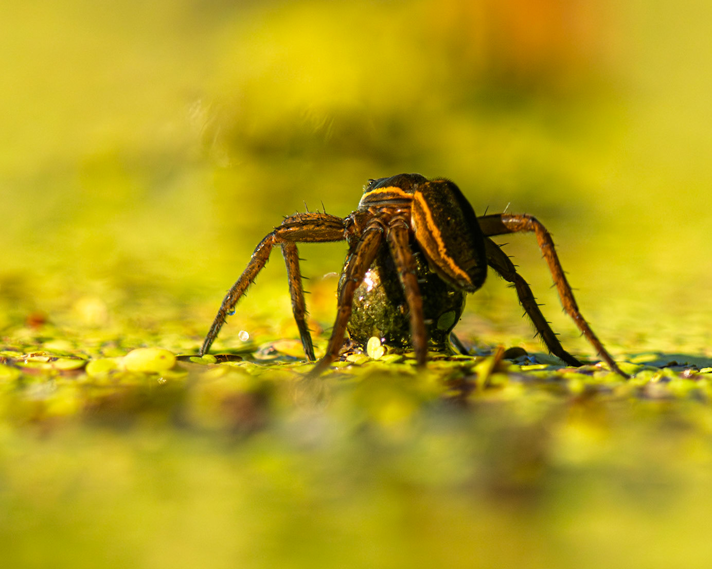 Raft Spider